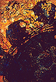 Clich Verre No. 41:Solar Prominences