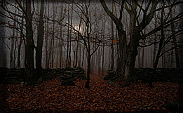 The Catskill Collection: Forest of the Night #2